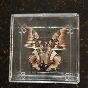 Butterfly in box for display